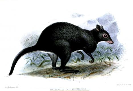 Buschkänguru