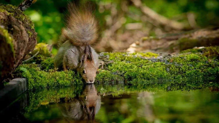 fad064469304e7653b731e2b532302548df162e0 Eichhoernchen trinkt Wasser