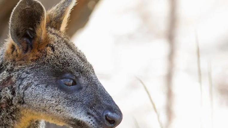 f62b3ded9ed21d7a0c8cc36a6a6964f311049a39 Sumpfwallaby