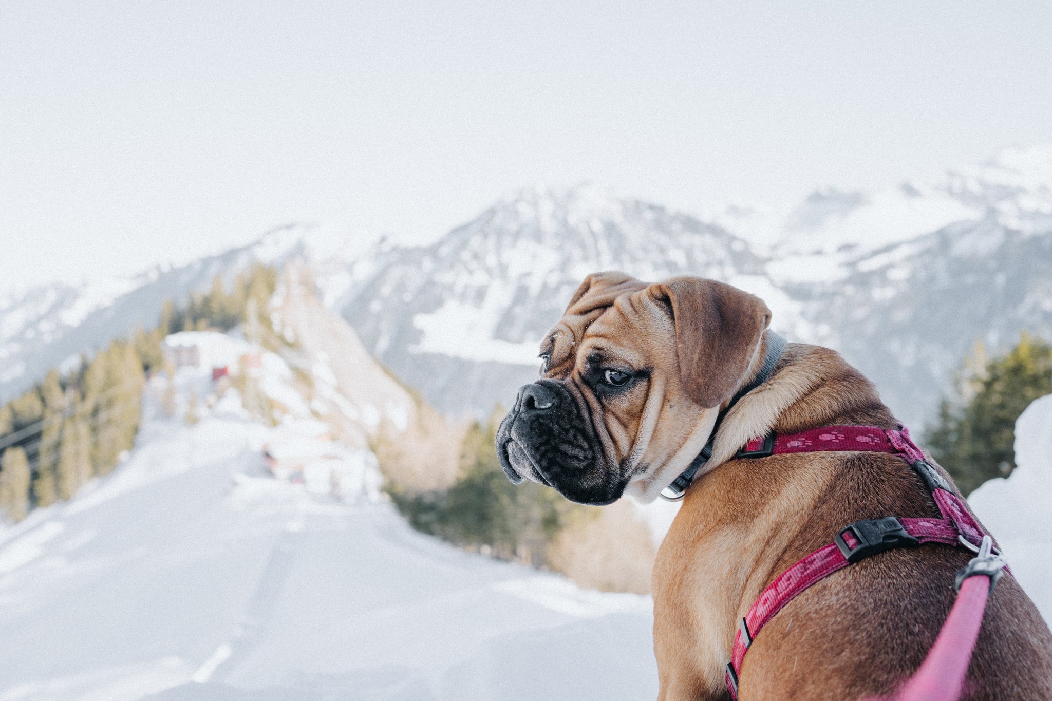 Tipps für Winterwanderungen mit dem Hund