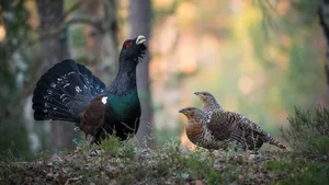 Weil wegen der Biathlon-Arena in Lenzerheide Wald in einem Auerhuhn-Gebiet gerodet werden soll, haben die Umweltorganisationen WWF und Pro Natura Beschwerde eingereicht.