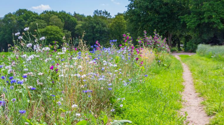 Biodiversität am Rande einer Wiese