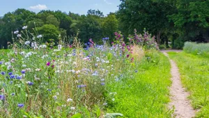 Forschungsansatz in der Kritik: Versuchsflächen beherbergen vielfältigere Pflanzengemeinschaften als die echte Natur.