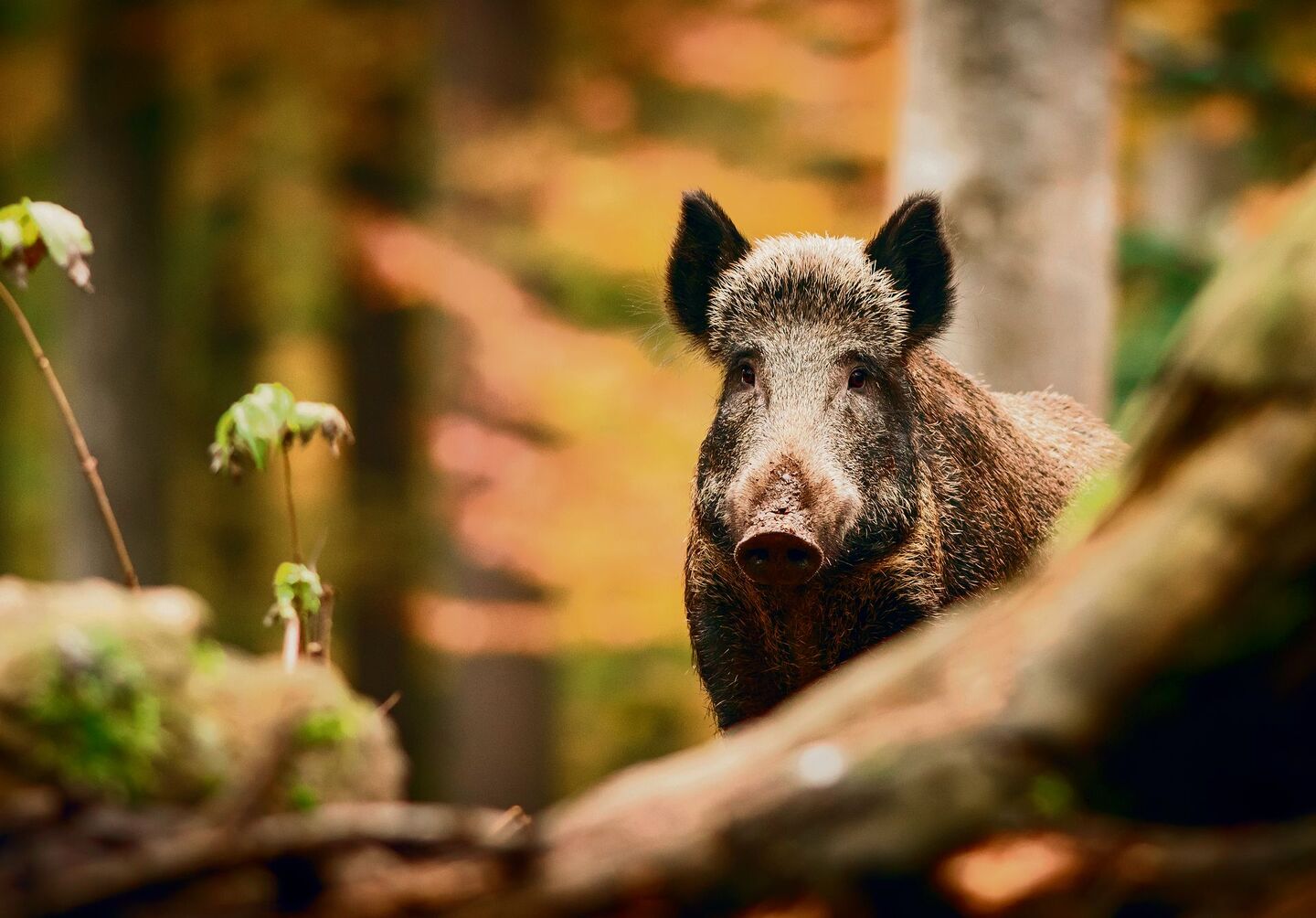 Wildschwein