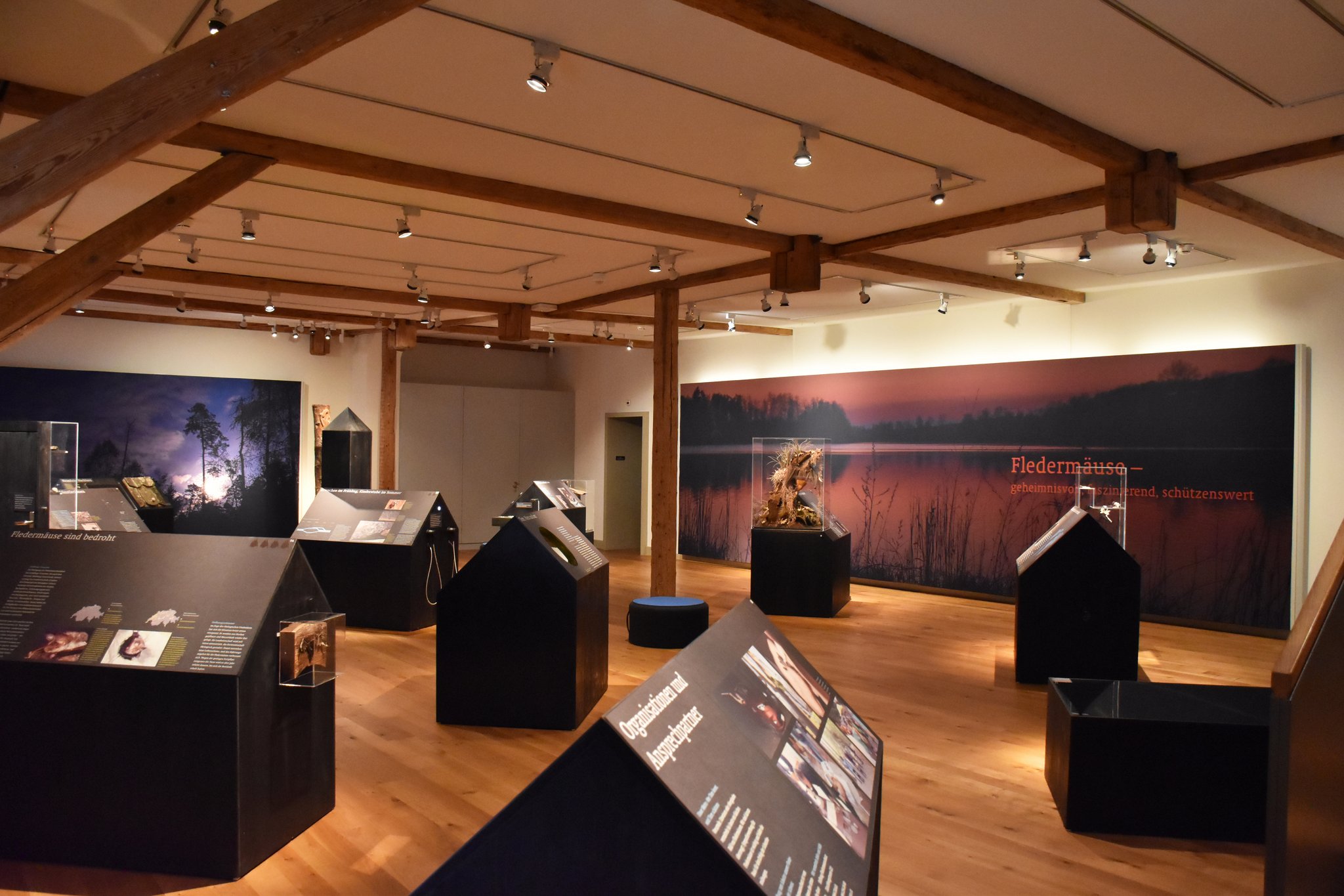 Sonderausstellung zu Fledermäusen im Naturmuseum Thurgau