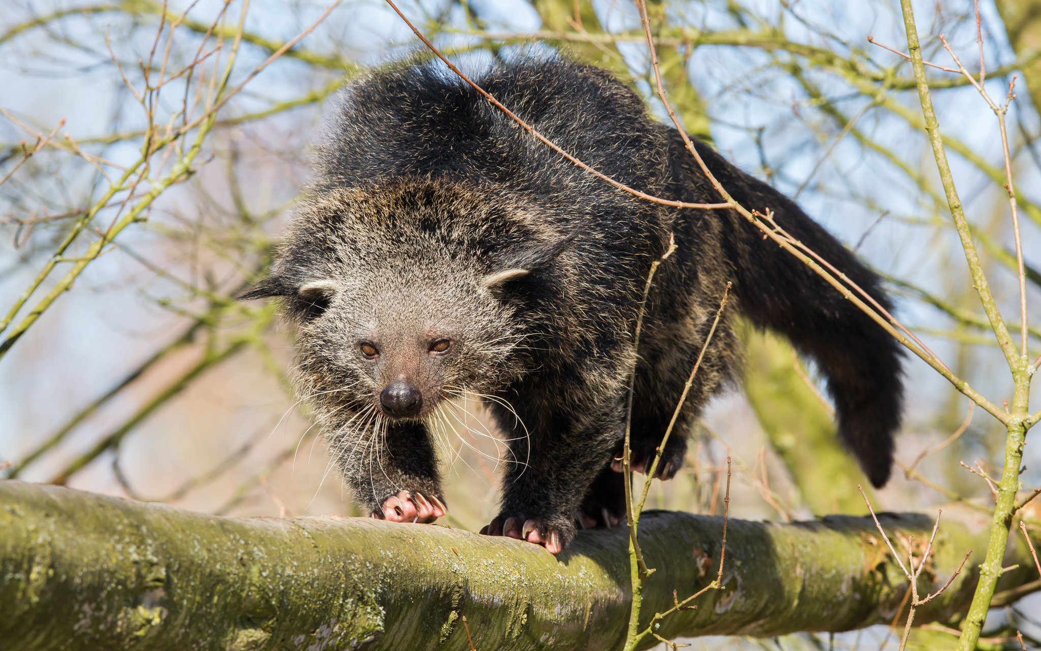 Zu welchen Familien gehören diese Tiere?