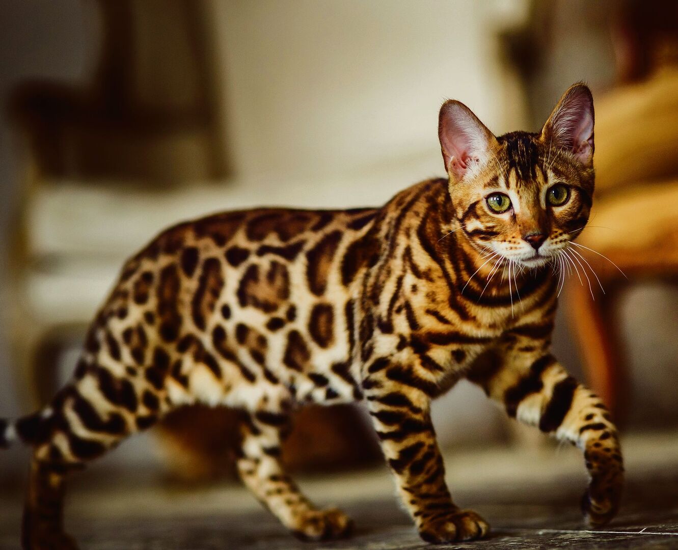 Exotisch und anspruchsvoll: die Bengalkatze.