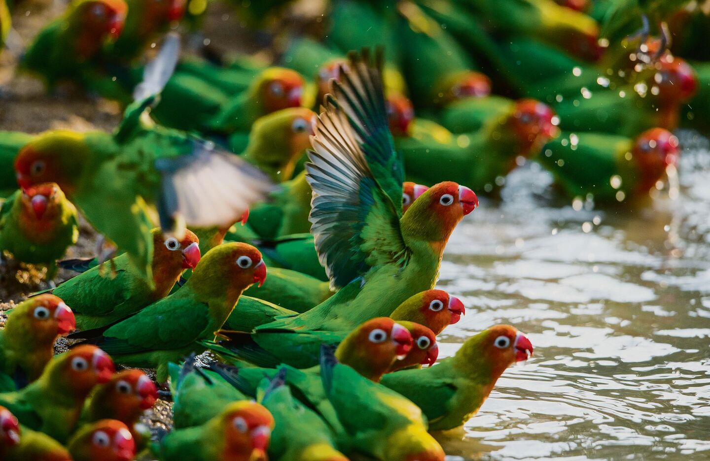 Eine Gruppe Erdbeerköpfchen planscht im South Luangwa Nationalpark in Sambia an einer Wasserstelle.