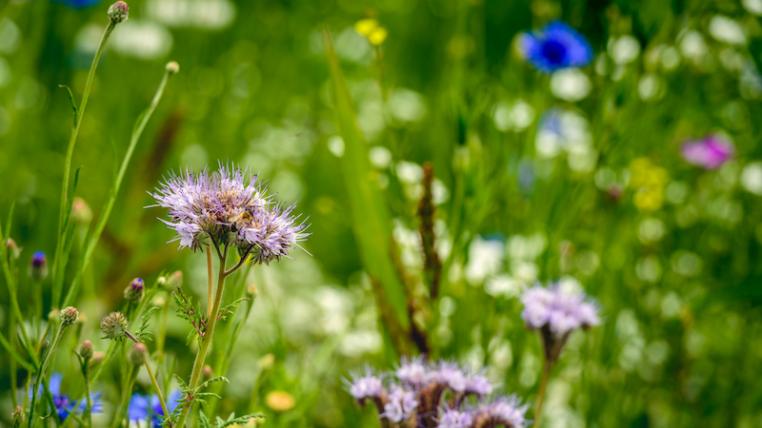 Biodiversität