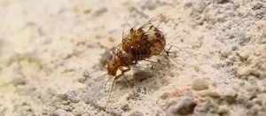Umgekehrte Geschlechtermerkmale: Bei der Paarung der Staublaus ist das Männchen unten, das Weibchen oben.