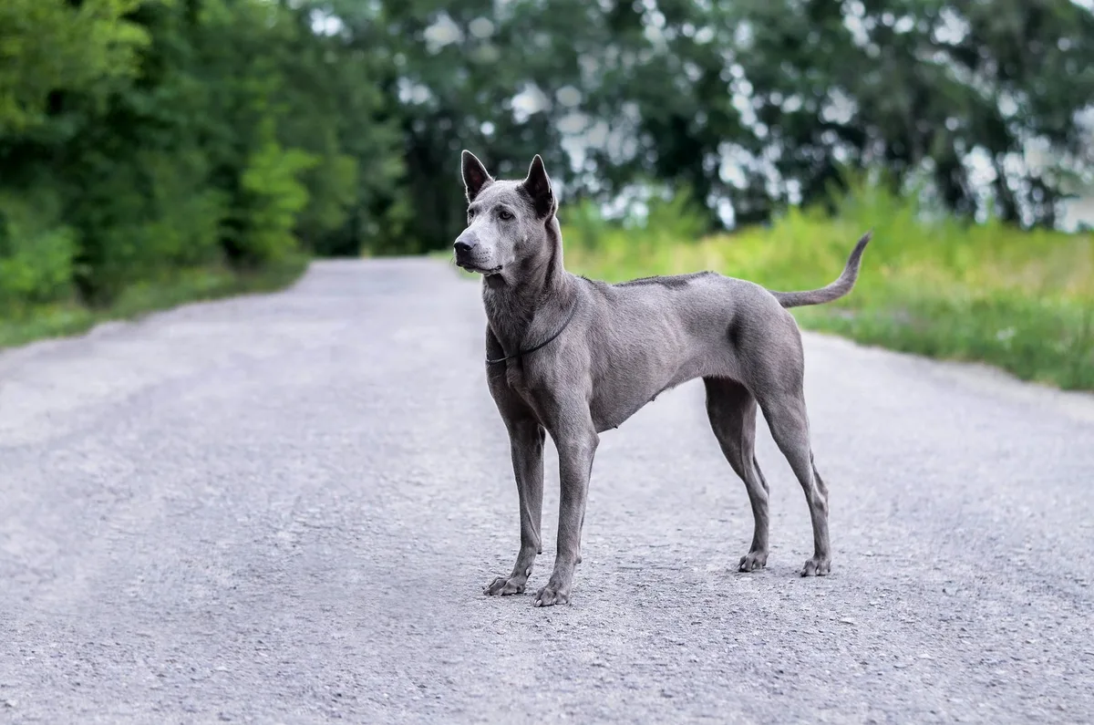 shutterstock_1874576410 Thai Ridgeback: Unabhängiger Exot mit starkem Charakter