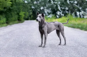 Der Thai Ridgeback ist ein eleganter, muskulöser Hund mit kurzem Fell und einem markanten «Ridge» – einem gegen den Strich wachsenden Haarstreifen entlang des Rückens.