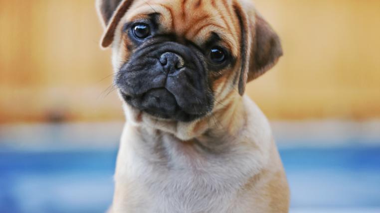 Hunde Welpen