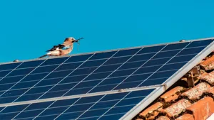 Sonnenenergie liefert den Strom: Beim Projekt zur Riedförderung in der Grenchner Witi SO kommen Wasserpumpen zum Einsatz, die mit Solarpanels betrieben werden (Themenbild).
