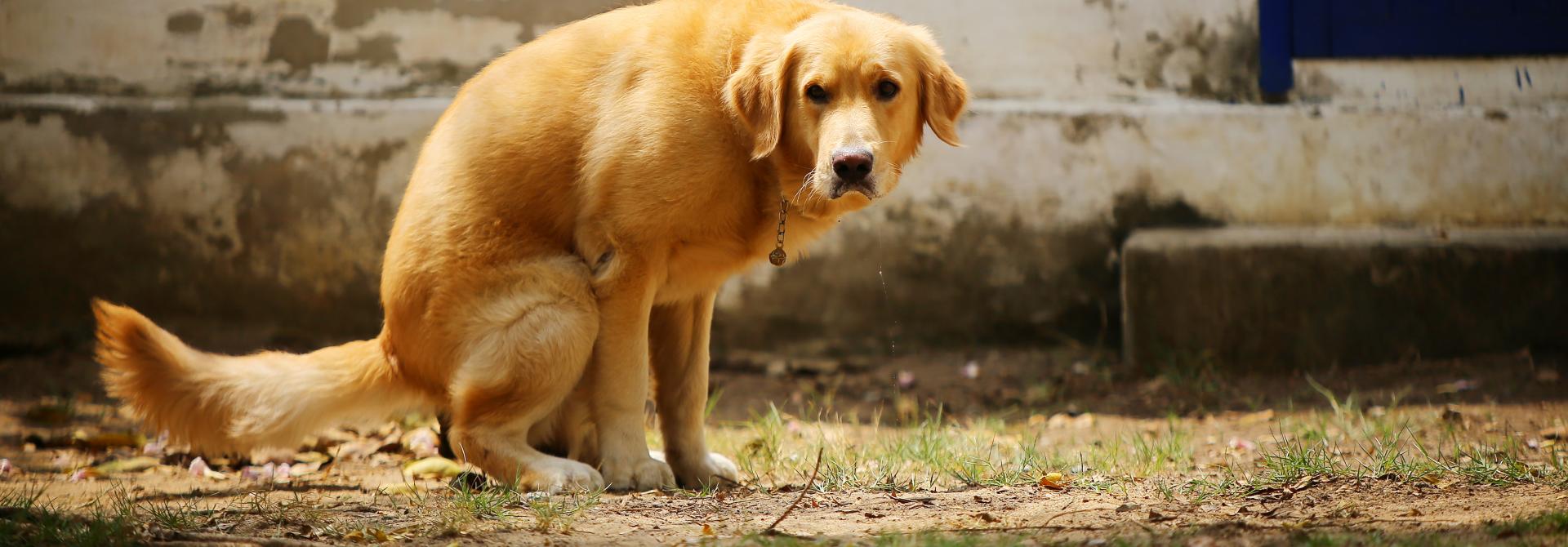Hund verrichtet sein Geschäft