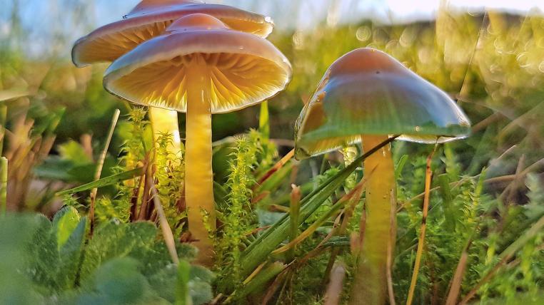 die-wiese-papageien-saftling.jpg