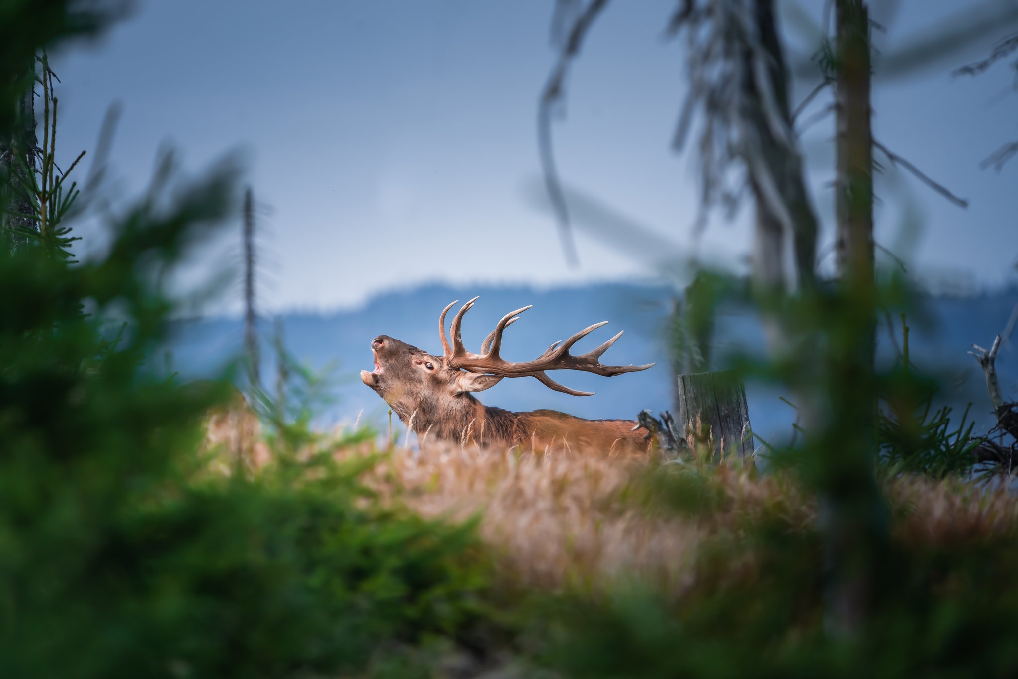 Der König des Waldes