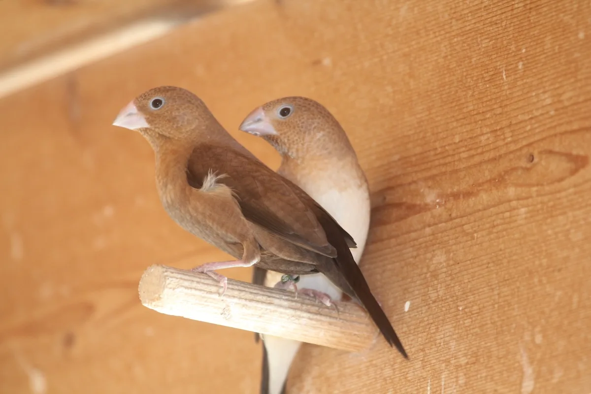 IMG_1148_Kopie Silberschnäbelchen: ein Winzling erobert die Züchterherzen