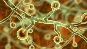 Bisher waren Wissenschaftler davon ausgegangen, dass Pilze vor rund 500 Millionen Jahren entstanden. Neue Entdeckungen stellen diese Annahme in Frage.