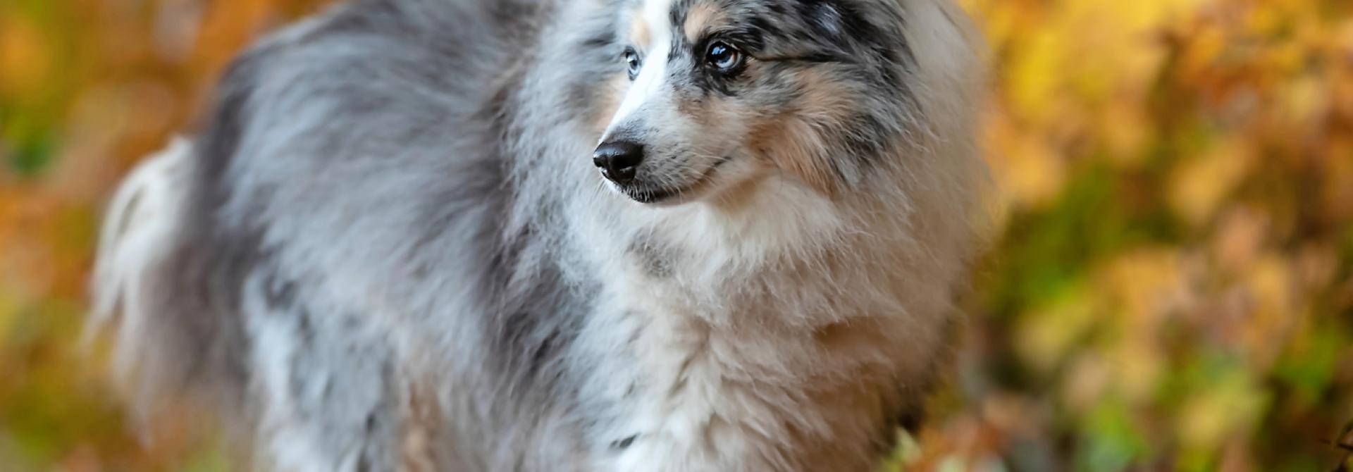 hund-lungenwurm.jpg