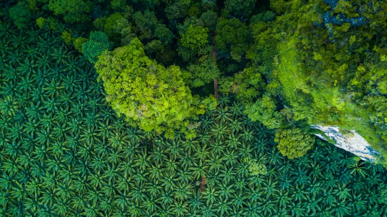 Palmölplantage neben Regenwald von oben
