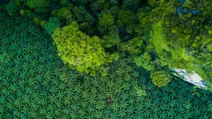 Der Regenwald in Indonesien muss Palmölplantagen weichen: Die Bauerngewerkschaft Uniterre ergreift deshalb das Referendum gegen das Freihandelsabkommen mit dem Inselstaat.