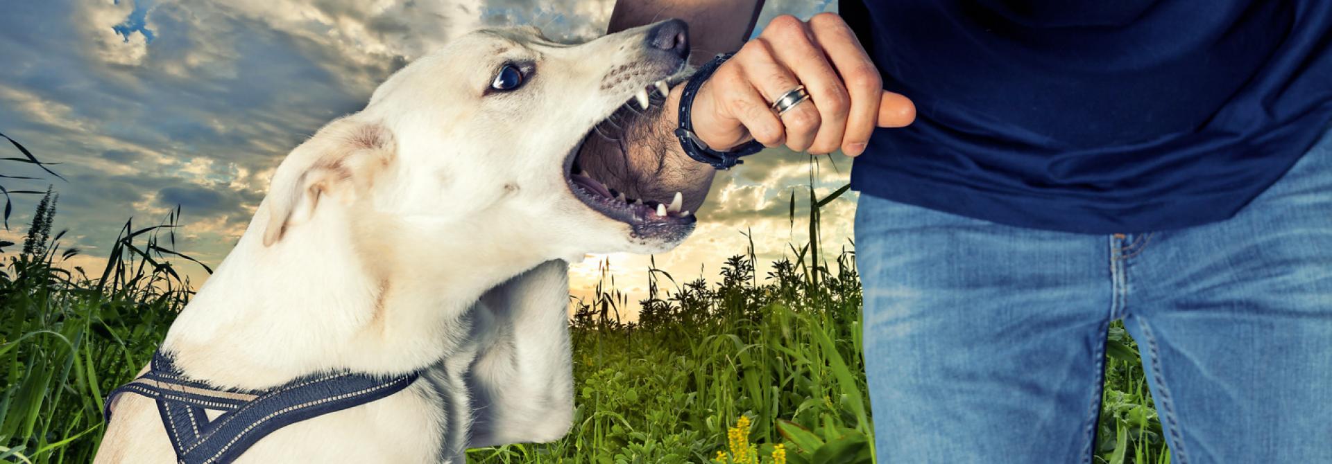 hund-schnappt.jpg