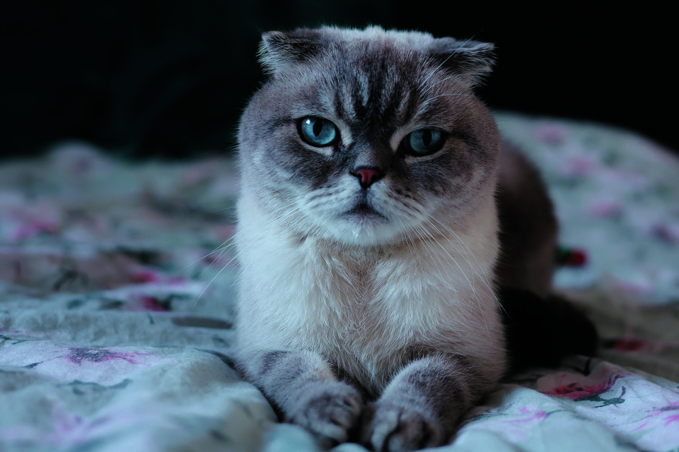 Die Schottische Faltohrkatze wurde durch Stars wie Taylor Swift populär.