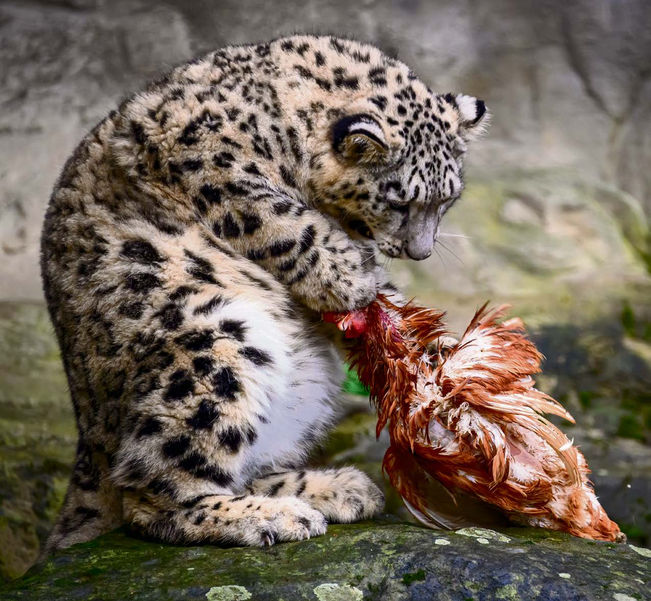 Zoos töten gesunde Tiere: Warum das auch in der Schweiz gängige Praxis ist