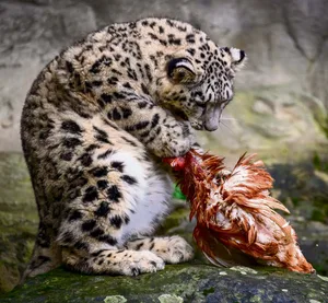 Wenn immer möglich, verfüttern Zoos getötete Tiere an Fleischfresser.