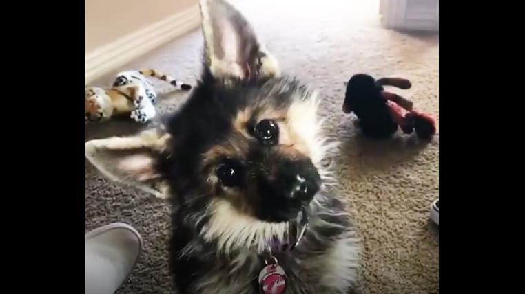 Ranger, der kleinwüchsige Schäferhund