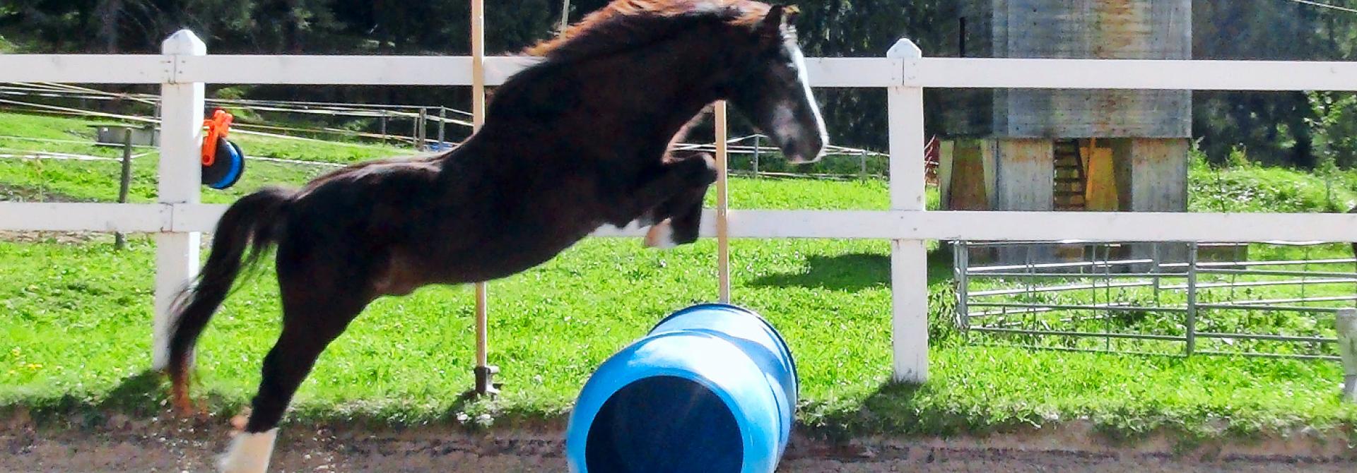 Altes Pferd is rüstig