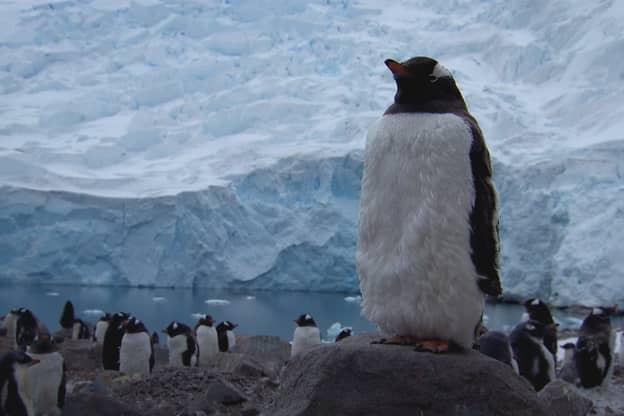 Pinguine und Gletscher