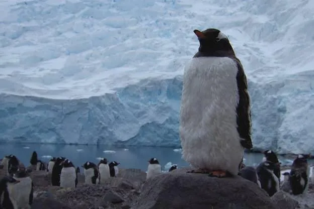 484aaa94172d343132b991ffa23c2bf458dae68b Pinguine und Gletscher