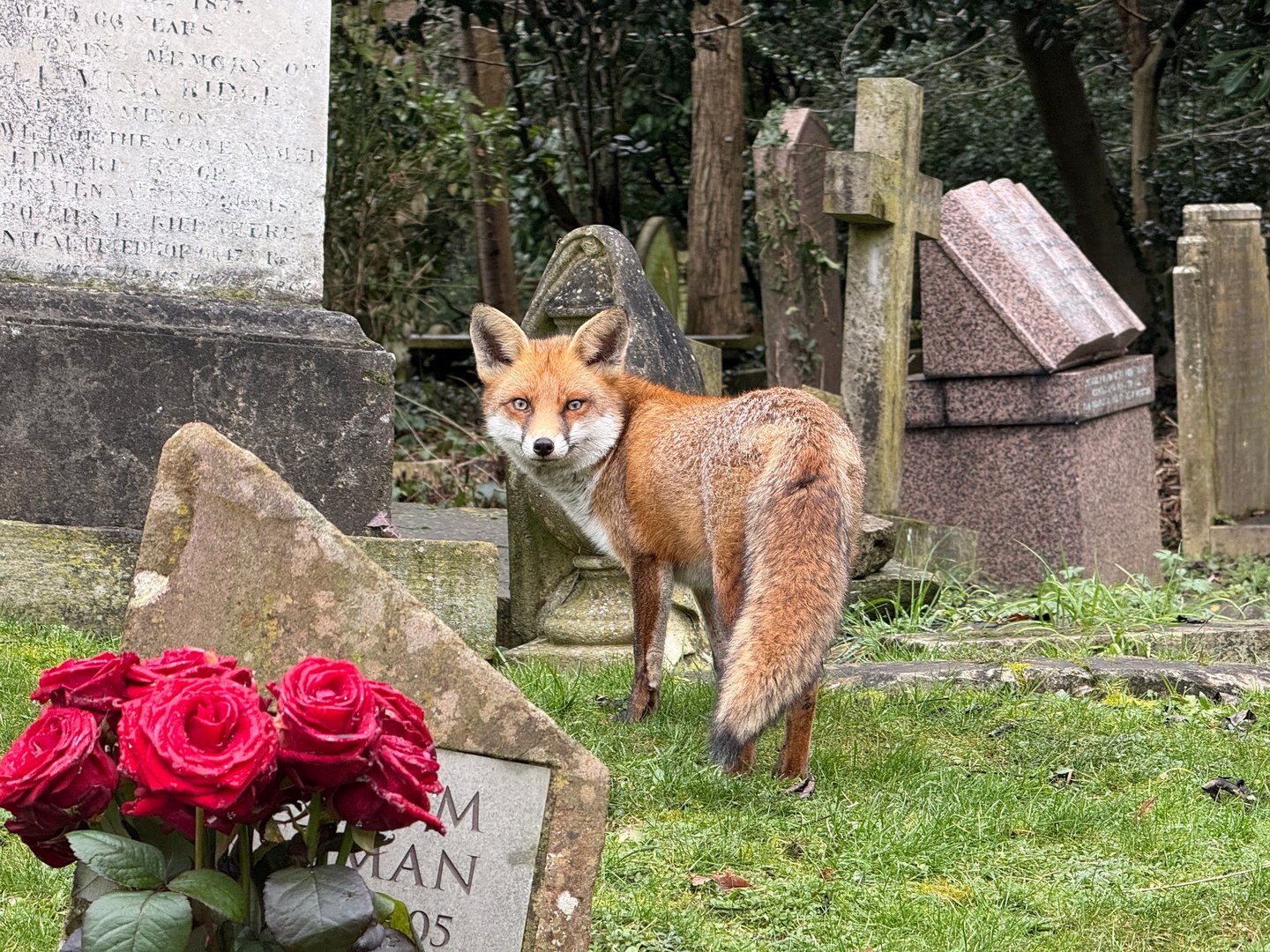 Fuchs im Garten: Gefahr oder harmloser Besucher?