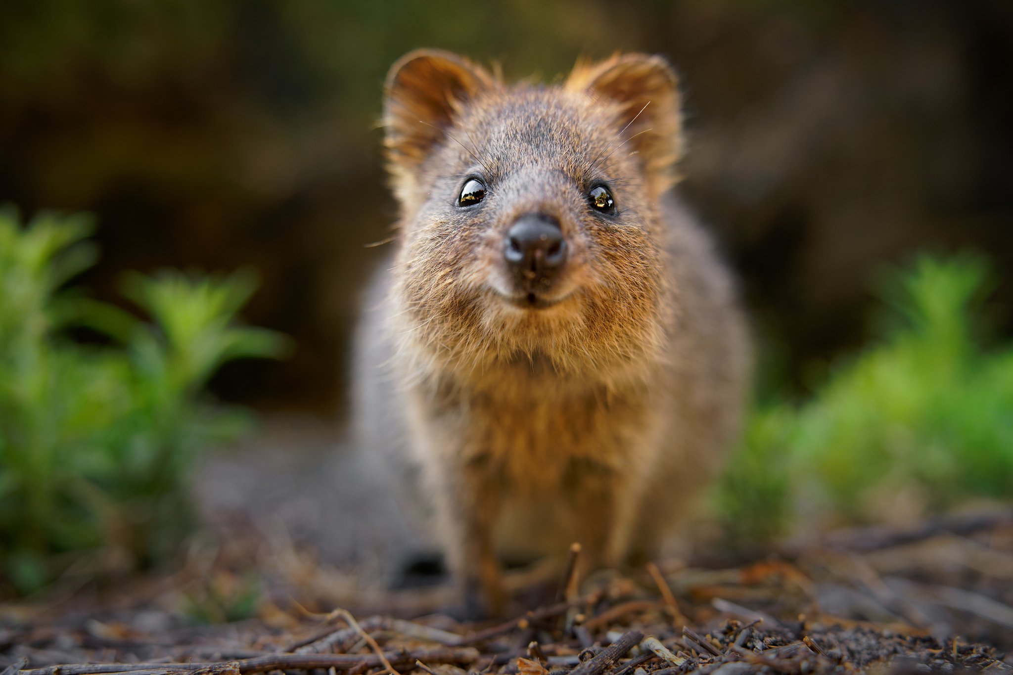Quokkas, die internetberühmten Mini-Kängurus