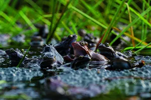 Während weniger Tage veranstalten Grasfrösche ein sirrendes Konzert am Teich und laichen.