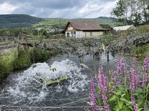 Die Fischzucht Nadler in Aarau Rohr gilt als Vorzeigebetrieb unter den Bio-Zuchten.