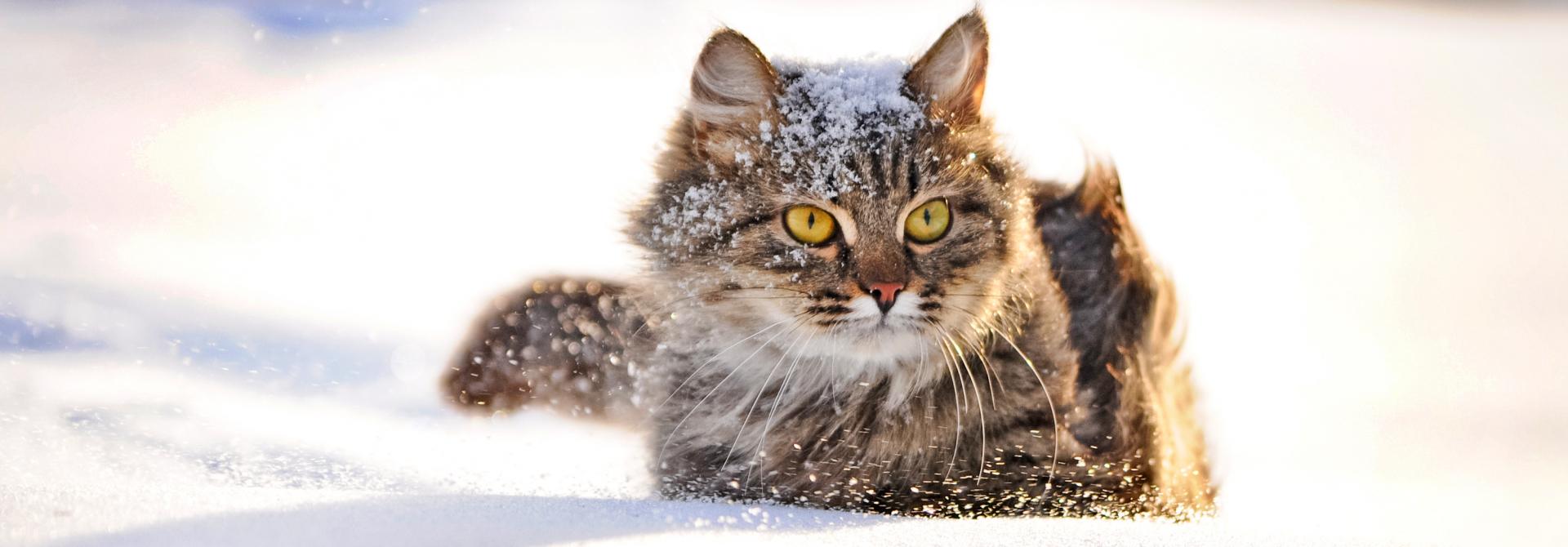 Katze spielt im Schnee
