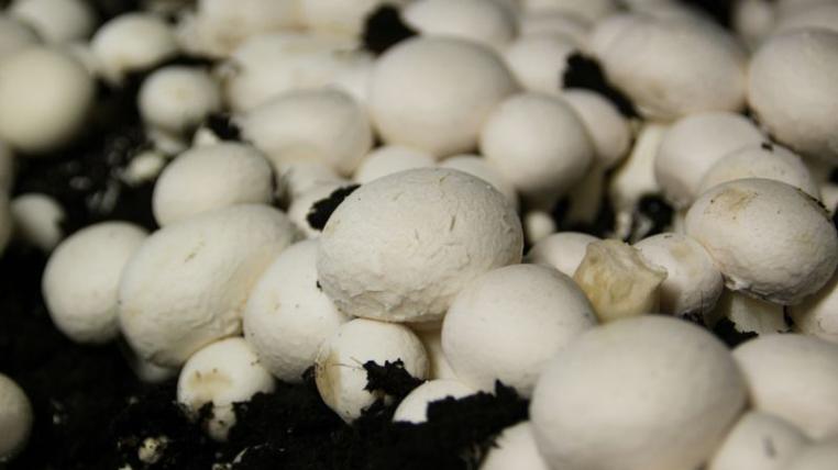 Champignon-Produktion