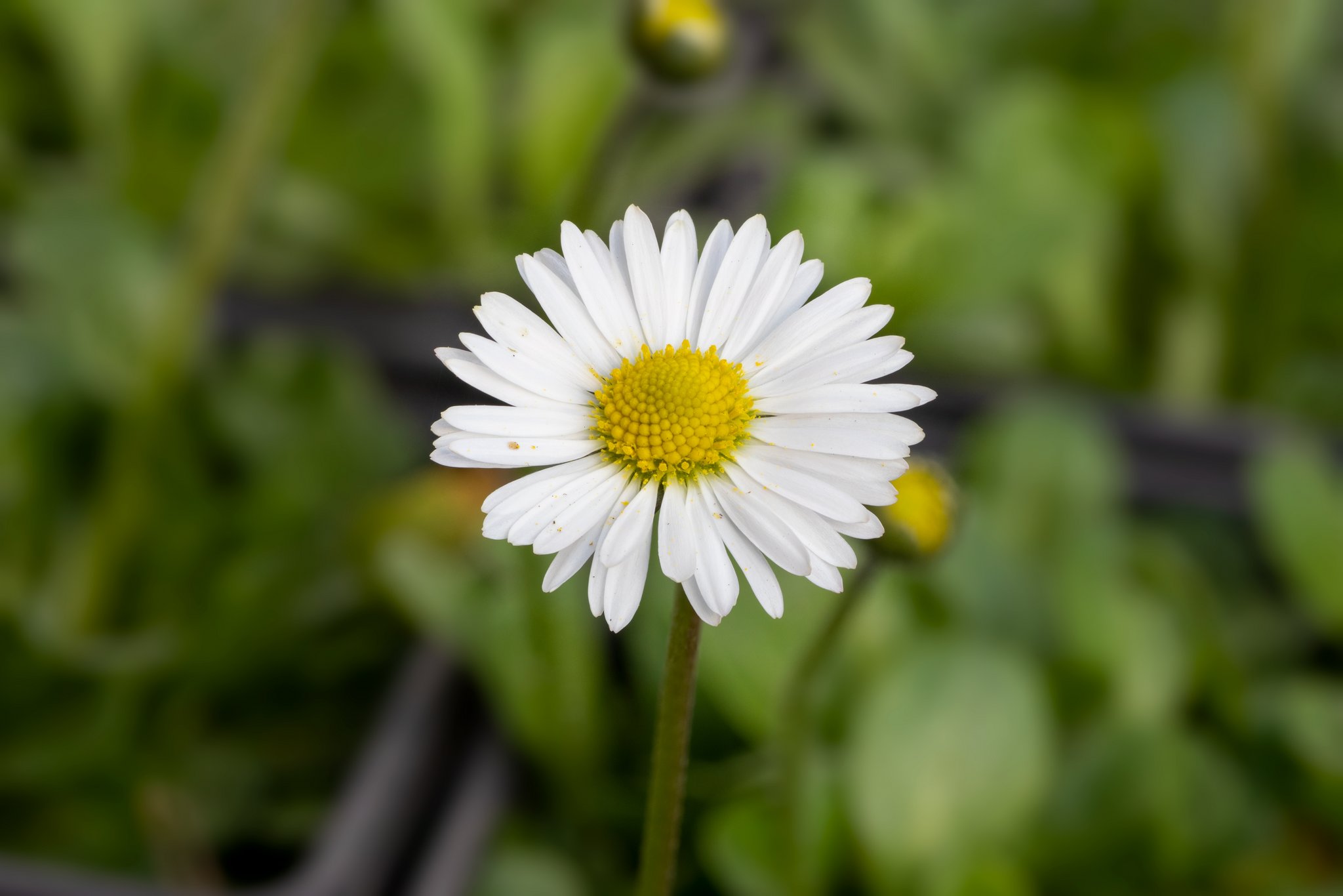 Gänseblümchen unterstützen die Abheilung von Akne