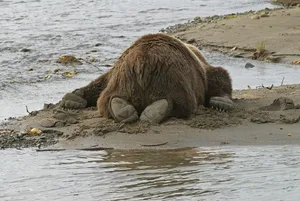 Hansruedi Weyrich versucht,
die Kodiakbären in möglichst aussergewöhnlichen Momenten und Posen abzulichten.