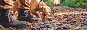 Schnüffeln ist in Ordnung, doch Achtung, am Wegesrand lauern Gefahren für Hunde.
