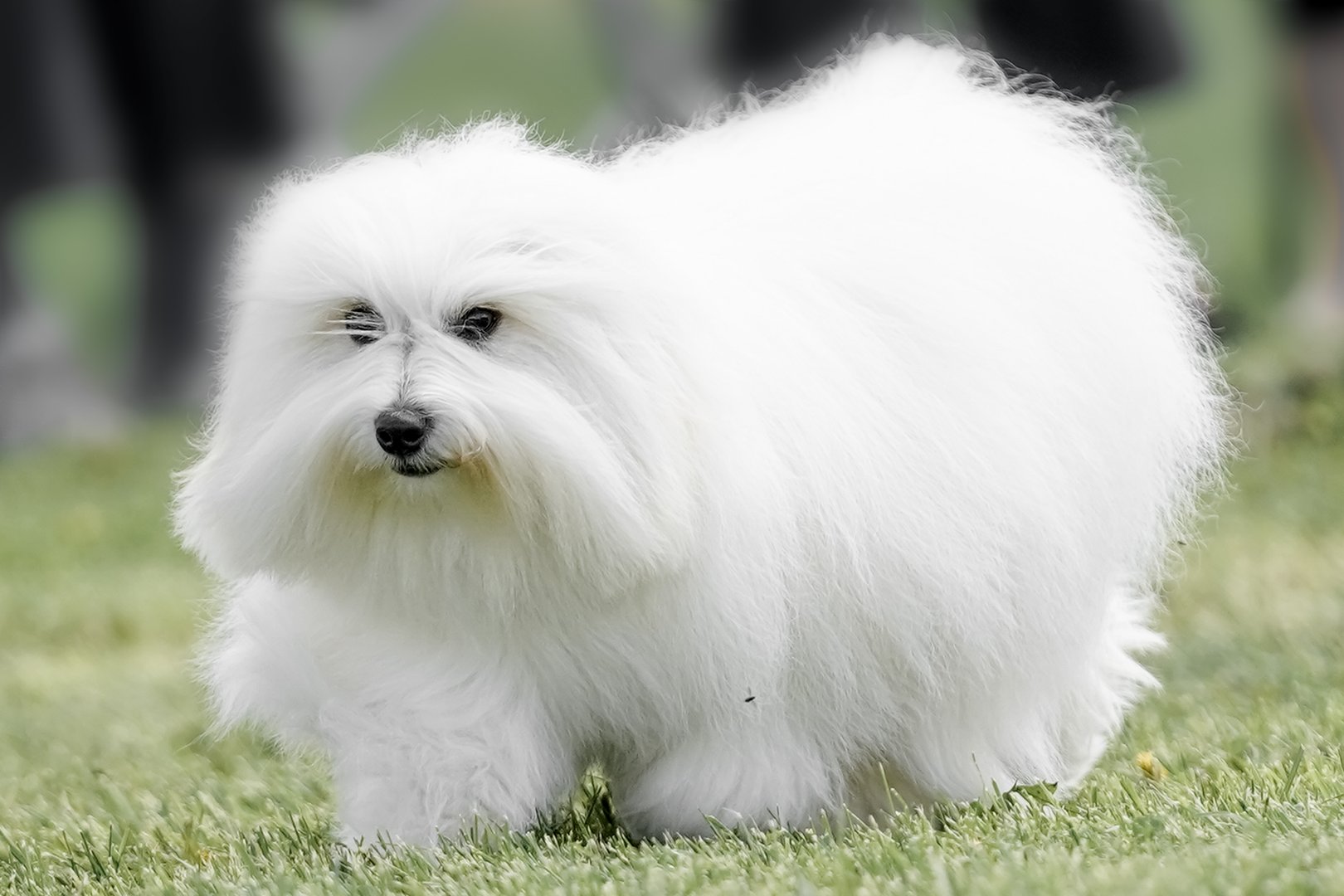 Coton de Tuléar: Der Hund mit dem Fell aus Watte