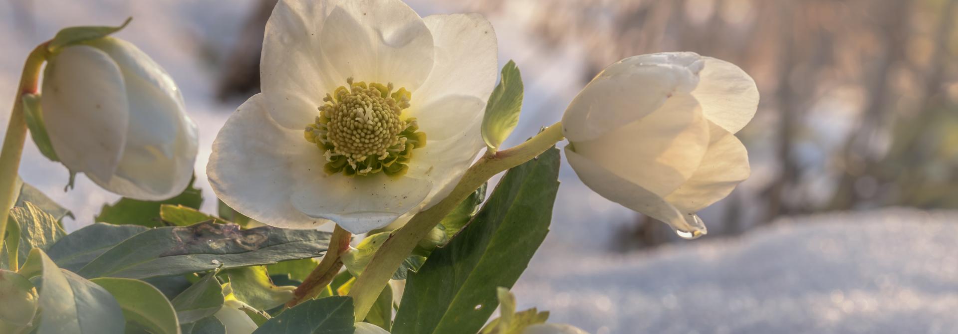Im Winter blühende Christrosen