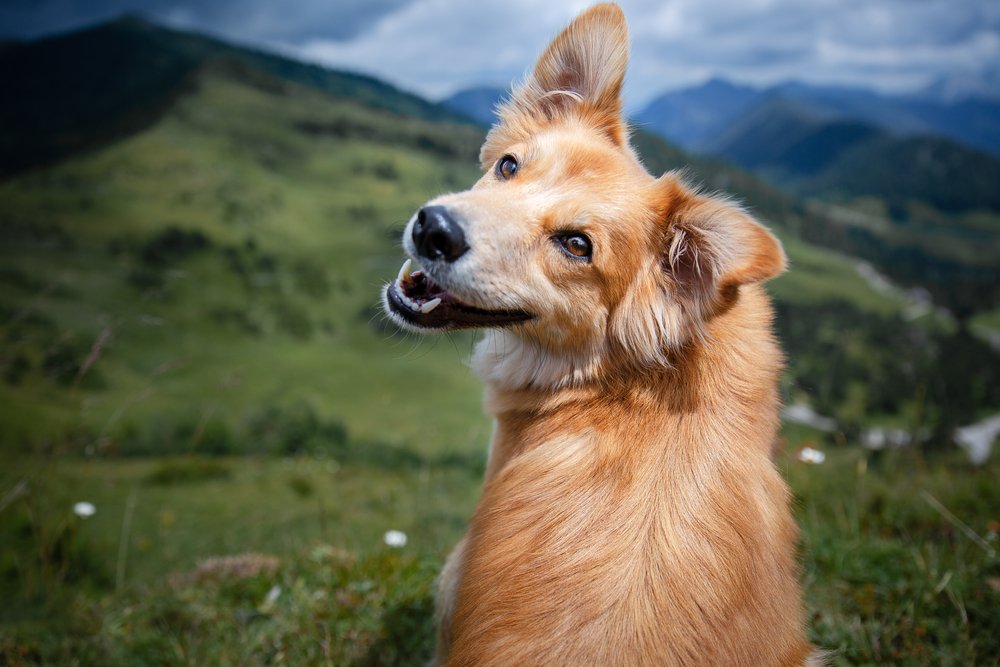 Lächelt mein Hund wirklich? Was Körpersprache uns wirklich sagt