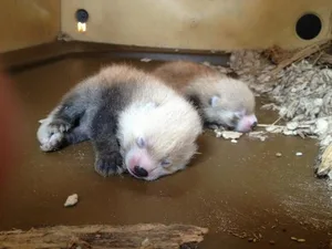 Zwei der zehn neugeborenen Katzenbären im Zoo von Washington D.C.