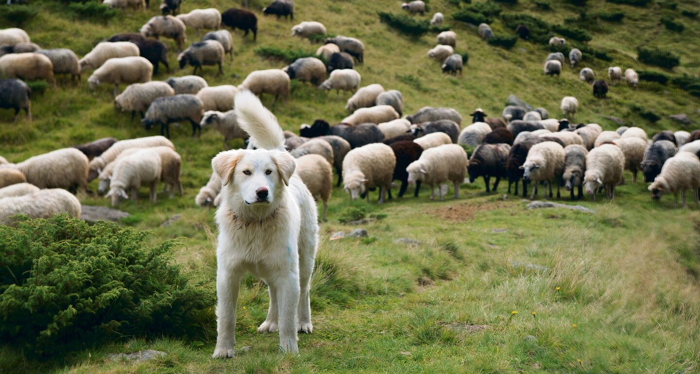 Wenn ein Hund eine Herde bewacht, sollte er gegenüber Fremden nicht übertrieben aggressiv, aber auch nicht zu freundlich reagieren.