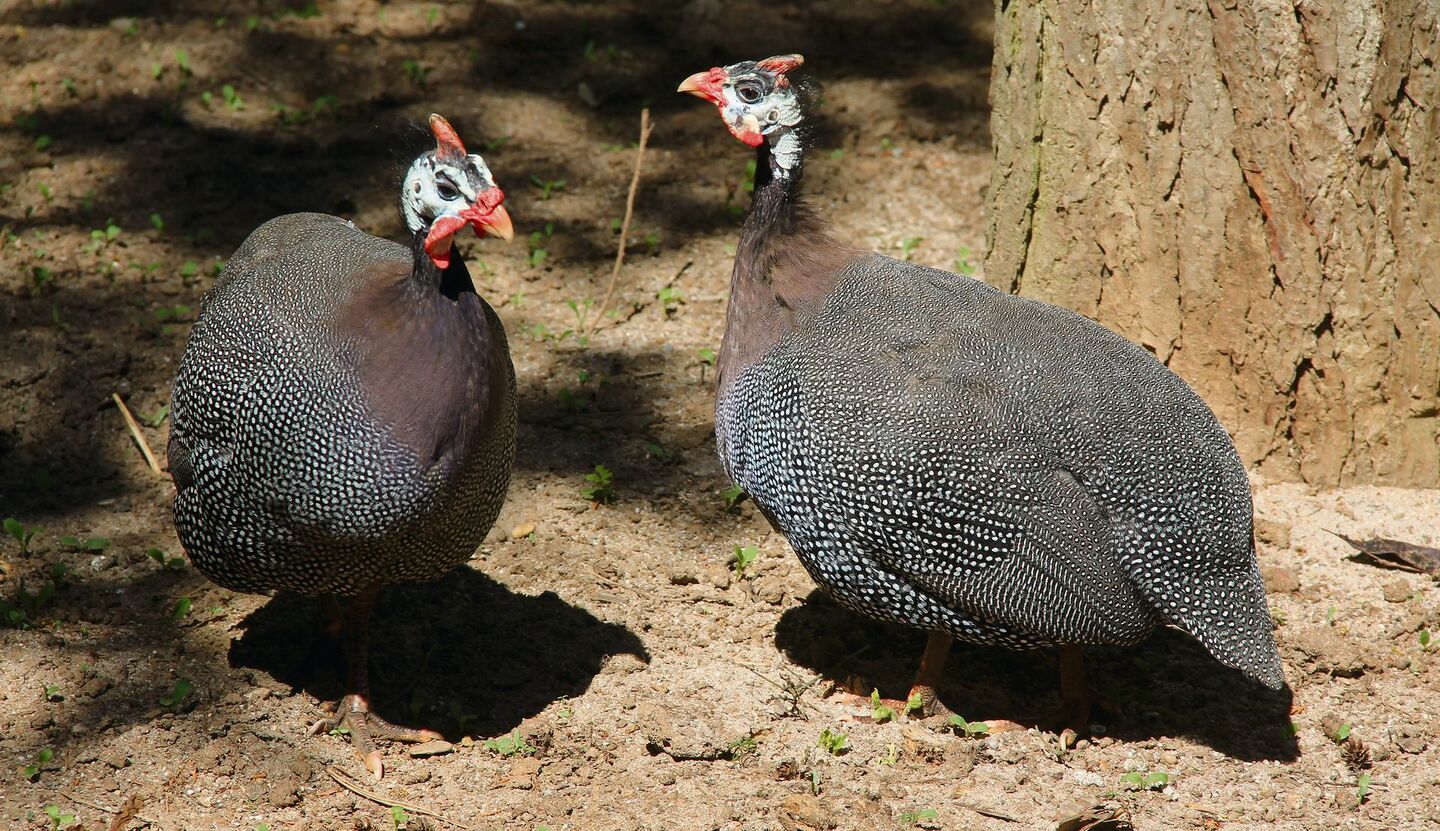 Helmperlhühner sind in Gruppen unterwegs.