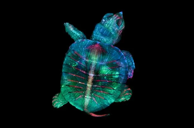 bf1236154a37ac7a17e124c65ca3b85a702a40e0 1-Zgoda-Turtle.jpg